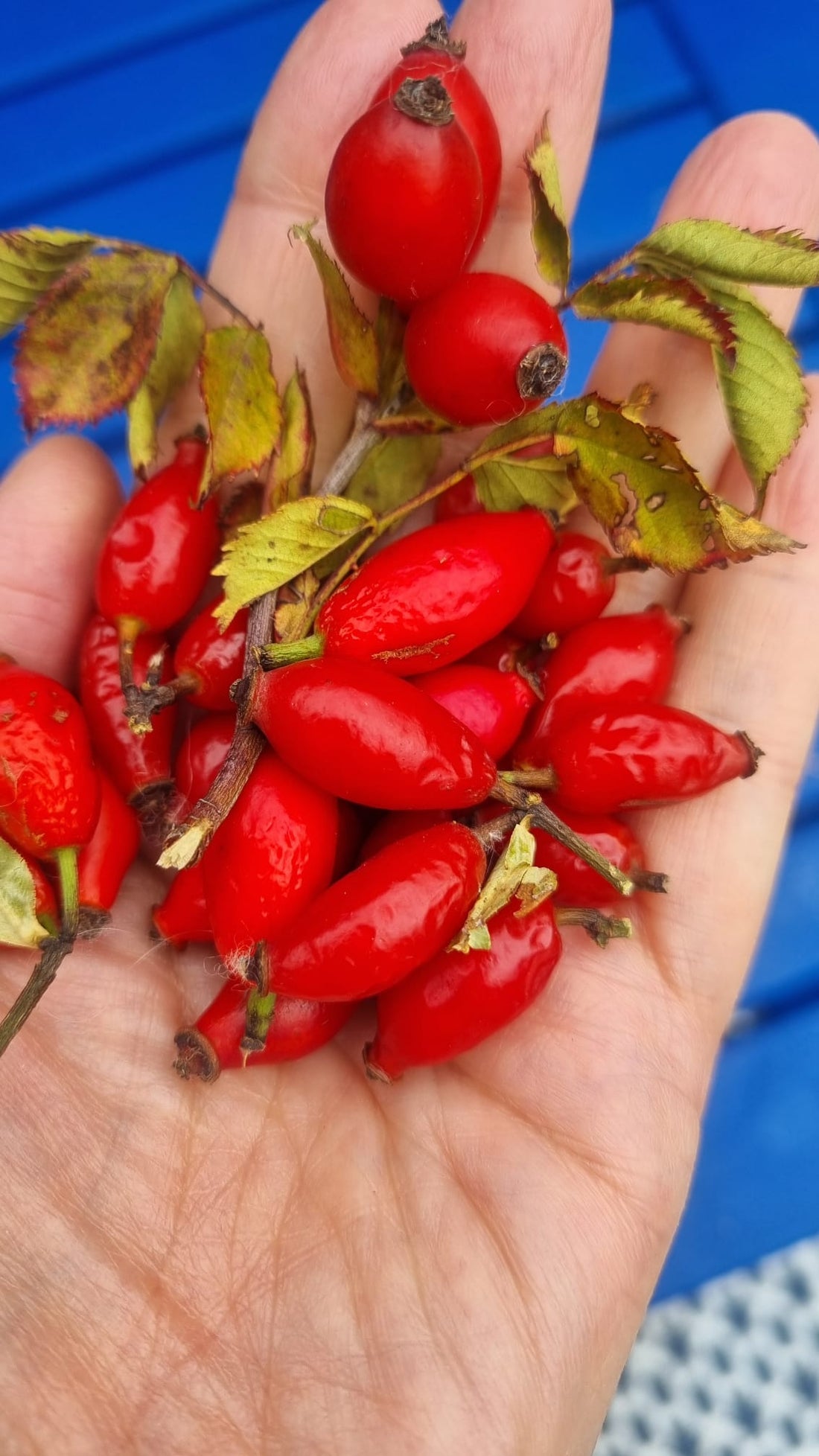 Rosehips